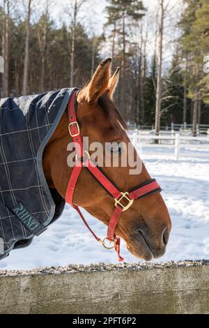 Decke mit braunem Pferd in schneebedecktem Korral an einem sonnigen Wintertag Stockfoto