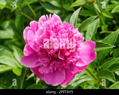 Gartenpfingstrosen in Blüte. Quebec, Kanada Stockfoto