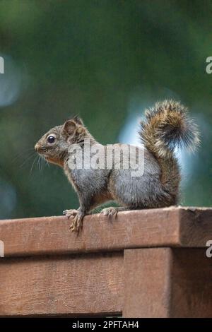 Issaquah, Washington, USA. Douglas Eichhörnchen stand auf einem Zedernholzgeländer auf einer Terrasse Stockfoto