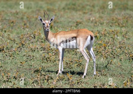 Serengeti thomsons Gazelle (Eudorcas nasalis), Ngorongoro Conservation Area, Tansania Stockfoto