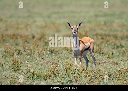 Serengeti thomsons Gazelle (Eudorcas nasalis), Ngorongoro Conservation Area, Tansania Stockfoto