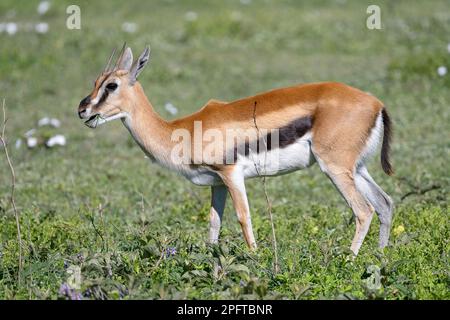 Serengeti thomsons Gazelle (Eudorcas nasalis), Ngorongoro Conservation Area, Tansania Stockfoto