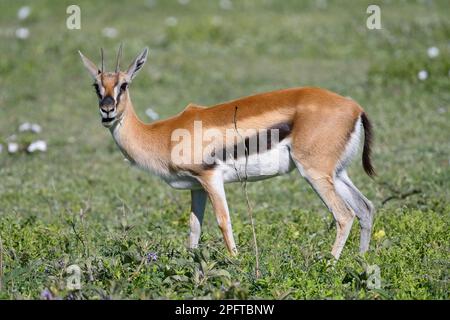 Serengeti thomsons Gazelle (Eudorcas nasalis), Ngorongoro Conservation Area, Tansania Stockfoto