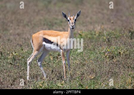 Serengeti thomsons Gazelle (Eudorcas nasalis), Ndutu Conservation Area, Tansania Stockfoto