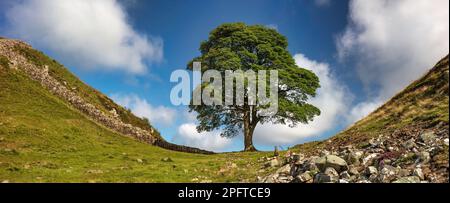 Panoramablick tagsüber im Sommer auf Sycamore Gap on Hadrian's Wall in Northumberland, England, Großbritannien Stockfoto