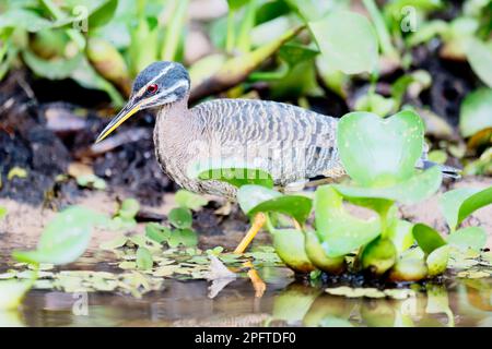 Sunbittern (Eurypyga helias) in den Mangroven, Pantanal, Mato Grosso, Brasilien Stockfoto