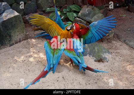 Kämpfe gegen rot-grüne, blaue und gelbe Ara (Ara-rot-grüne Ara (Ara chloropterus) und blau-gelbe Ara, Iguazu-Nationalpark, Parana State Stockfoto