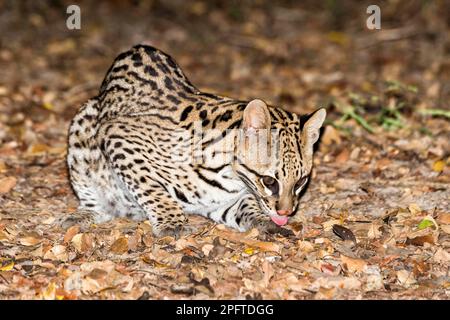 Ozelot (pardalis Pardalis) in der Nacht, Pantanal, Mato Grosso, Brasilien Stockfoto