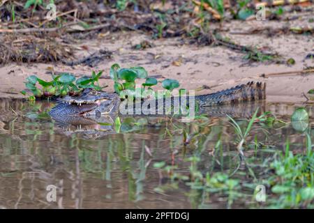 Yacare caiman (Caiman yacare), der einen Welsen verschlingt, Cuiaba River, Pantanal, Mato Grosso, Brasilien Stockfoto