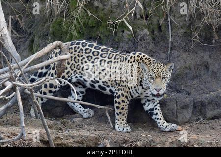 Junger jaguar (Panthera onca), der am Flussufer, Cuiaba River, Pantanal, Mato Grosso State, Brasilien stalkt Stockfoto