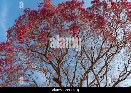 Rosafarbener ipe-Baum (Tabebuia ipe) während der Blüte entlang des Transpantaneira, Pantanal, Bundesstaat Mato Grosso, Brasilien Stockfoto