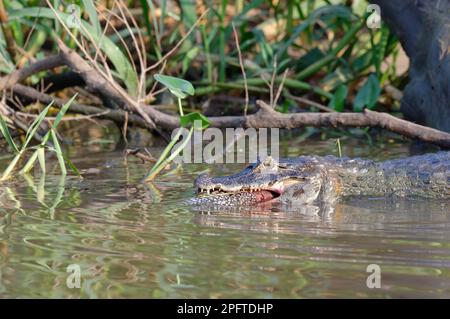 Yacare caiman (Caiman yacare), der einen Welsen verschlingt, Cuiaba River, Pantanal, Mato Grosso, Brasilien Stockfoto