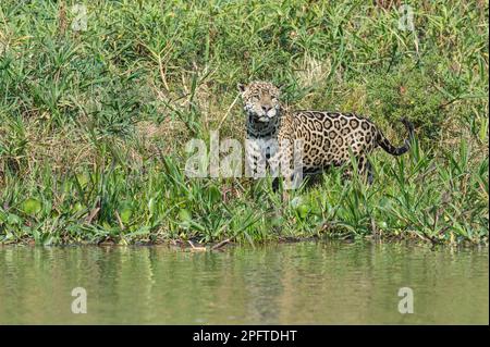 Jaguar (Panthera onca) Stalking, Cuiaba River, Pantanal, Mato Grosso, Brasilien Stockfoto