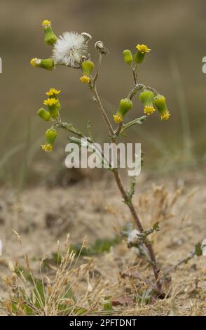 Groundsel (Senecio vulgaris), Gemeine Ragwurz, Gemeine Ragwurz (Asteraceae), Groundsel in Blüten und Früchten, England, Vereinigtes Königreich Stockfoto