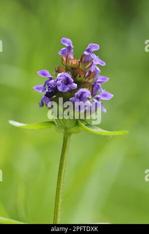 Kleine Brownelle, gewöhnliche Selbstheilung (Prunella vulgaris) Brownelle. Brownelle, Labiates, Selfheilblüte, Naturschutzgebiet am College Lake Stockfoto