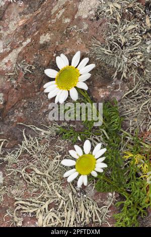 Meeresmayweed (Tripleurospermum maritimum) Nahaufnahme von Blumen, die an der felsigen Küste wachsen, Pembrokshire, Wales, Vereinigtes Königreich Stockfoto