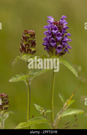 Gemeine Selfheal (Prunella vulgaris) Blwering, Dorset, England, Vereinigtes Königreich Stockfoto