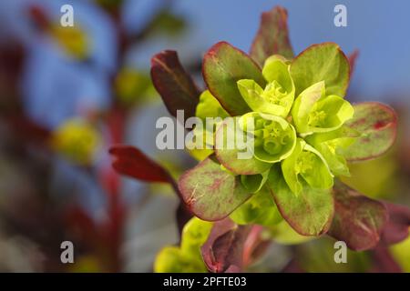 Wood Spire (Euphorbia amygdaloides), Wood Spurge „Rubra“, Nahaufnahme im Garten, Powys, Wales, Vereinigtes Königreich Stockfoto