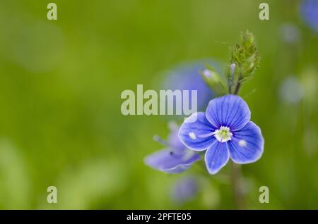 Germander germander Speedwell (Veronica chamaedrys) Nahaufnahme einer Blume, Newark, Nottinghamshire, England, Vereinigtes Königreich Stockfoto