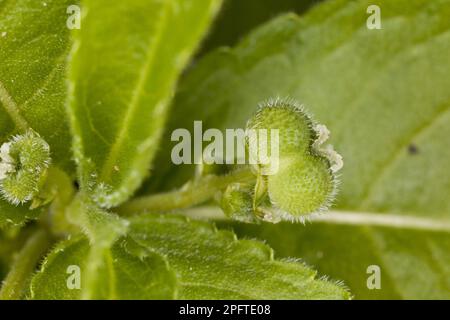 Hundequecksilber (Mercurialis perennis) Nahaufnahme eines sich entwickelnden Obstes im Wald, Dorset, England, Vereinigtes Königreich Stockfoto