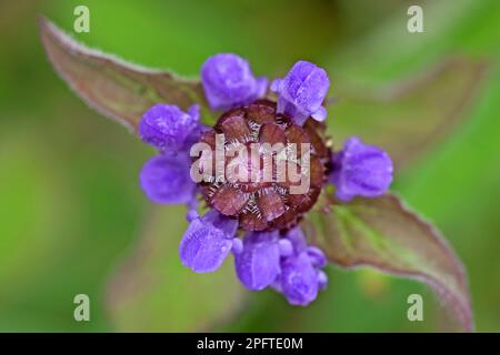 Kleine Brownelle, gewöhnliche Selbstheilung (Prunella vulgaris) Brownelle. Gewöhnliche Brownelle, Labiates, gewöhnliche Selfheial Nahaufnahme von Blütenkopf, Gower-Halbinsel Stockfoto