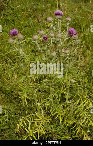 Woolly Thistle (Cirsium eriophorum), Woolly Thistle blühend, wächst in Kalksteinflächen, Frankreich Stockfoto