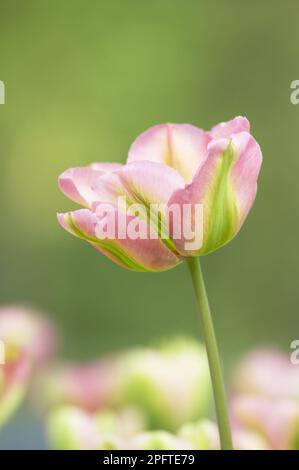 Tulpen, Tulpen, Familie Lily, Tulpen (Tulipa sp.) Viridiflora „Groenland“, Blüten, Gartenanlage Keukenhof, Südholland, Niederlande Stockfoto