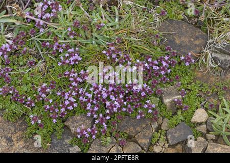 Brecklandthymian (Thymus serpyllum) in Blüte, wächst auf einer Küstenklippe, Orkney, Schottland, Vereinigtes Königreich Stockfoto