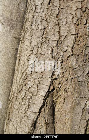 Silberwackel (Acacia dealbata) Nahaufnahme der Rinde, wächst im Garten, Bembridge, Isle of Wight, England, Vereinigtes Königreich Stockfoto