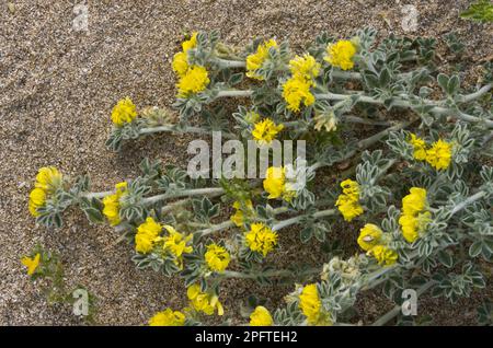 Sea Medick (Medicago Marina) blüht, wächst am Sandstrand, Sardinien, Italien Stockfoto