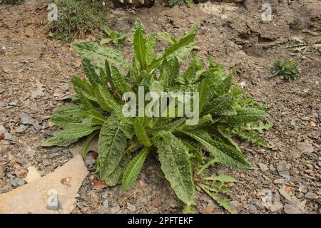 Bristly Ox-tongue (Picris echioides) Blätter, die auf weichen Klippen wachsen, Charnel, Dorset, England, Vereinigtes Königreich Stockfoto