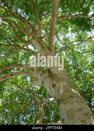 Giftapfel (Hippomane-Mancinella) Nahaufnahme des Stamms, mit Blick auf die Baumkronen, Tobago, Trinidad und Tobago Stockfoto