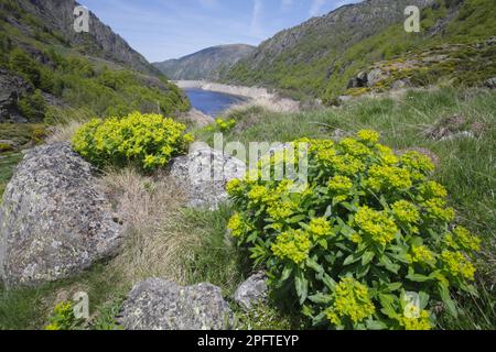 Blühender irischer Spurf (Euphorbia hyberna), der in den Bergen wächst, Pyrenäen, Ariege, Frankreich Stockfoto