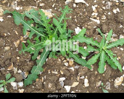 Maisdistel (Sonchus arvensis), Jungpflanzen für mehrjährige Sauen-Disteln auf Ackerböden Stockfoto