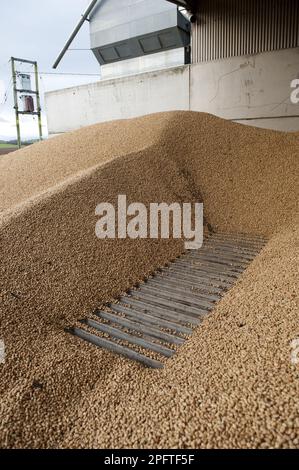 Feldbohnen (Vicia faba), geerntete Bohnen, die zur Trocknung in die Grube gelangen, England, Vereinigtes Königreich Stockfoto