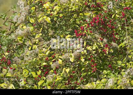 Die Freude des alten Reisenden (Clematis vitalba), Samenköpfe, mit Früchten des Weissdorns (Crataegus monogyna), die in Hecken wachsen, Warwickshire, England Stockfoto