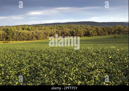 Sojabohnenernte (Glycine max), Feld im Abendsonnenlicht, Pennsylvania (U.) S. A. Stockfoto