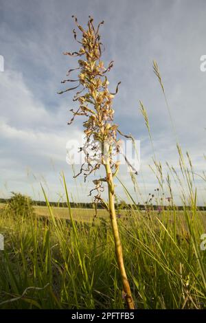 Eidechsenorchid (Himantoglossum hircinum) Flowering, Suffolk, England, Vereinigtes Königreich Stockfoto