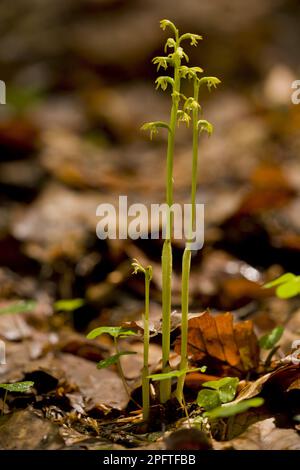 Frühe Korallenwurzel (Corallorhiza trifida) blüht, wächst im tiefen Schatten, Slowenien Stockfoto