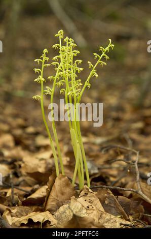 Frühe Coralroot (Corallorhiza trifida) blüht, Gruppe wächst in schattigen Buchenwäldern, Alpen, Frankreich Stockfoto