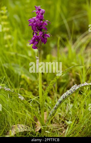 Westliche Sumpforchidee (Dactylorhiza majalis), breitblättriger Fingerkraut, Orchideen, Western Marsh Orchid Blwerspike, Piatra Craiulu Mountains Stockfoto