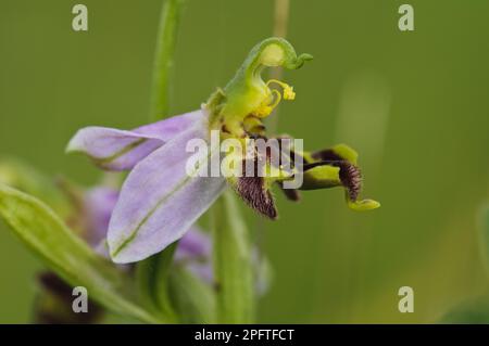 Bienenorchid (Ophrys apifera): Blume aus nächster Nähe, mit Pollen beladenen Anthers, die bereit sind, Pollen auf dem Rücken der zu Besuch kommenden Biene, Ivinghoe Beacon, abzusetzen Stockfoto