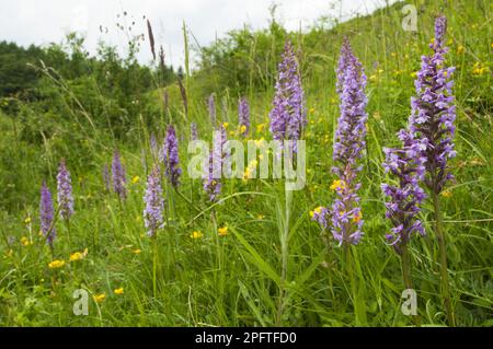 Duftende Orchideenblüten (Gymnadenia conopsea), Gruppe, die unter Gras auf Slope wächst, Kent, England, Vereinigtes Königreich Stockfoto