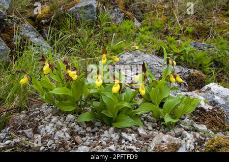 Yellow Lady's Slipper Orchid (Cypripedium calceolus) blühende, im Topf angebaute Exemplare, Gait Barrows National Nature Reserve, Cumbria, England, United Stockfoto