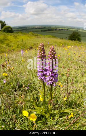 Duftblütenspitzen von Orchideen (Gymnadenia conopsea), die in Wildblumenwiesen wachsen, Ivinghoe Beacon, Chiltern Hills, Buckinghamshire, England, Vereint Stockfoto