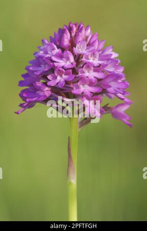 Pyramidalorchid (Anacamptis pyramidalis) Nahaufnahme von Blütenspitze, Kent, England, Vereinigtes Königreich Stockfoto