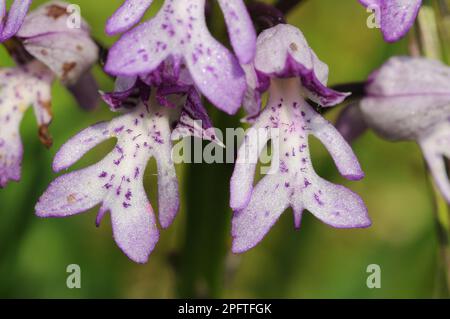 Military Orchid (Orchis militaris) Nahaufnahme von Blumen, Buckinghamshire, England, Großbritannien Stockfoto