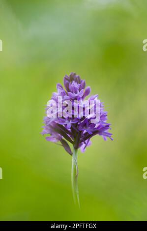 Pyramidal Orchid (Anacamptis pyramidalis) FlowerSpike, Kent, England, Vereinigtes Königreich Stockfoto