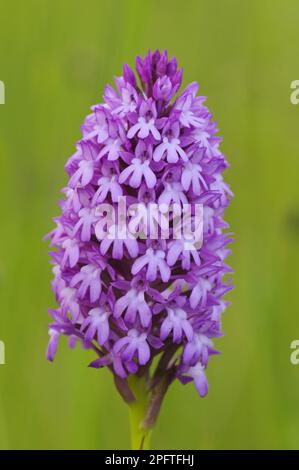 Pyramidal Orchid (Anacamptis pyramidalis), Blütenspitze, College Lake Nature Reserve, Hertfordshire, England, Vereinigtes Königreich Stockfoto