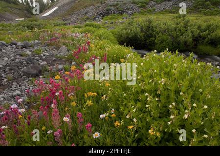 Kleinblütenpinsel (Castilleja parviflora) und Gelber Willowherb (Epilobium luteum) in großer Höhe, Mount Rainier N. P. Washington (U.) S.A. Stockfoto